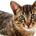 12 Common Cat Myths That Are Actually Bad for Their Well-being