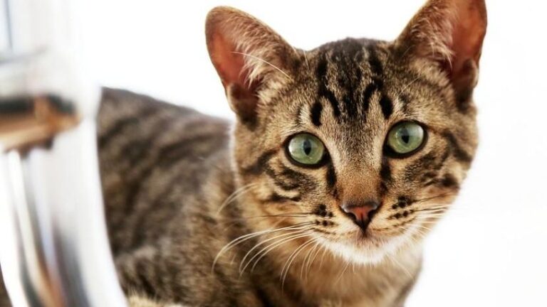 12 Common Cat Myths That Are Actually Bad for Their Well-being
