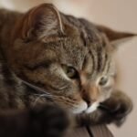10 Quiet Signs Your Cat Is Actually Feeling Overwhelmed