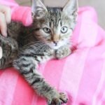 The Fascinating Reason Your Cat Kneads You So Often