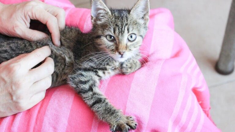 The Fascinating Reason Your Cat Kneads You So Often