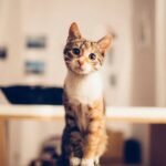 8 Simple Ways to Help Your Cat Feel More Secure in Your Home