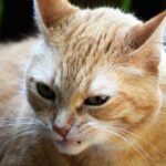 The Surprising Ways Your Cat Communicates Their Dislikes