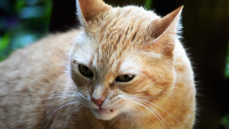 The Surprising Ways Your Cat Communicates Their Dislikes