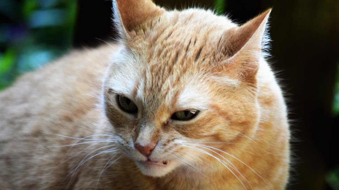 The Surprising Ways Your Cat Communicates Their Dislikes
