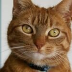 9 Things Your Cat Does That Prove They're Always Learning