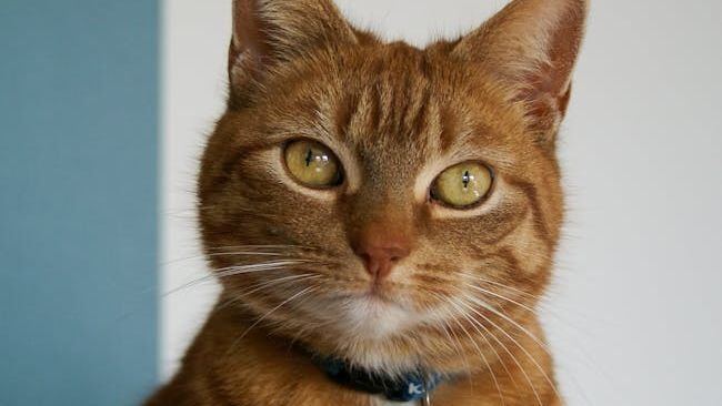 9 Things Your Cat Does That Prove They're Always Learning