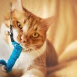 Your Cat's Play Style Reveals Their Inner Hunter (and Personality)