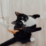 Your Cat's Favorite Toy Tells You a Lot About Their Hunting Instincts