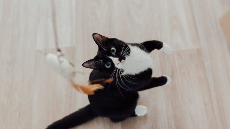 Your Cat's Favorite Toy Tells You a Lot About Their Hunting Instincts