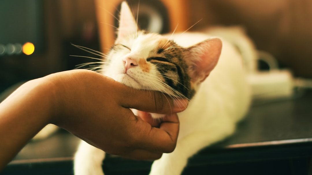 7 Habits of Happy Cats That Every Owner Should Encourage
