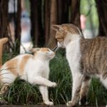 The Hidden Intelligence of Cats: What They Truly Understand About Our World