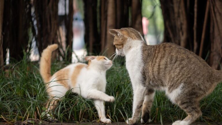 The Hidden Intelligence of Cats: What They Truly Understand About Our World
