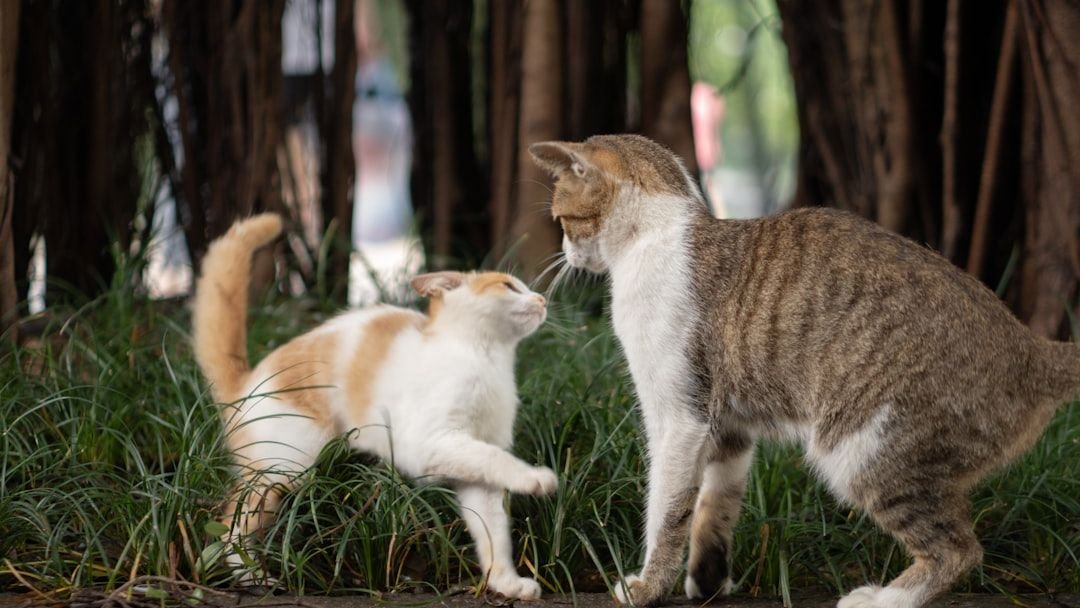 The Hidden Intelligence of Cats: What They Truly Understand About Our World