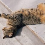 6 Ways to Tell If Your Cat is Truly Happy (Beyond Just Purring)