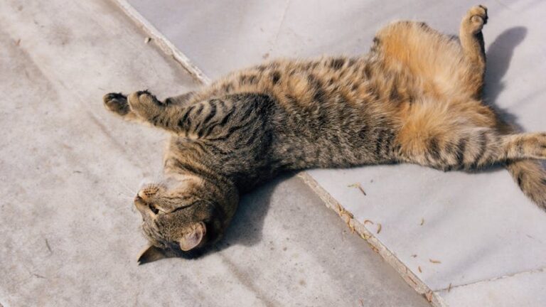 6 Ways to Tell If Your Cat is Truly Happy (Beyond Just Purring)