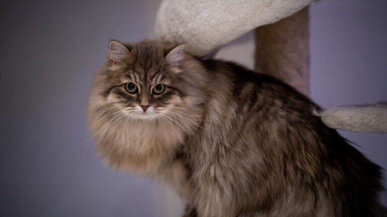 12 Cat Breeds That Are Secretly Introverts (and How to Respect Their Space)