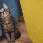 8 Simple Tricks to Teach Your Cat That Will Surprise Your Friends