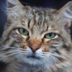 Every Purr and Blink Carries a Message: Your Cat's Subtle Language Decoded