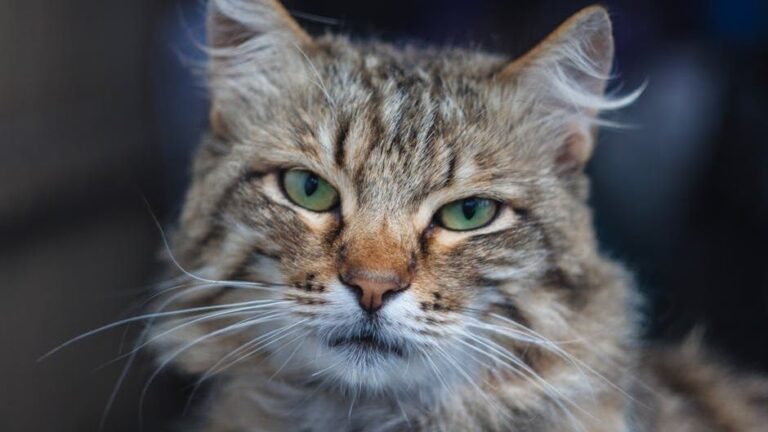 Every Purr and Blink Carries a Message: Your Cat's Subtle Language Decoded