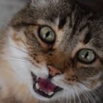 9 Things Your Cat Does When They Feel Absolutely Safe With You