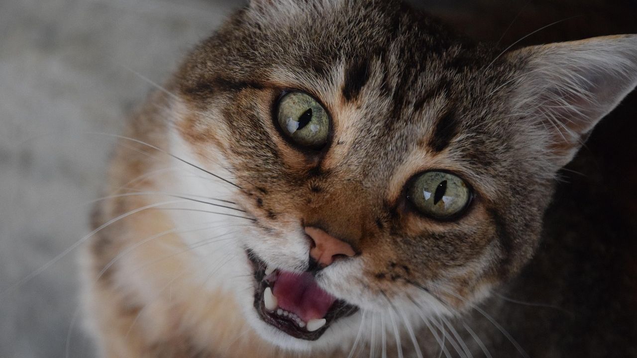 9 Things Your Cat Does When They Feel Absolutely Safe With You