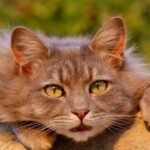 Why Does Your Cat Act Like a Tiny, Furry Overlord? The Surprising Truth