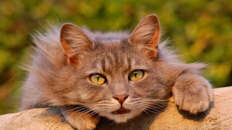 Why Does Your Cat Act Like a Tiny, Furry Overlord? The Surprising Truth