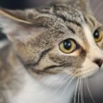 How Do Cats Really Perceive the World Around Them?