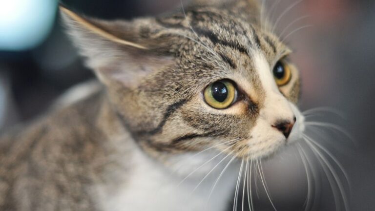 How Do Cats Really Perceive the World Around Them?