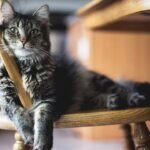 What Does Your Cat Really Think About Your Home Decor Choices?