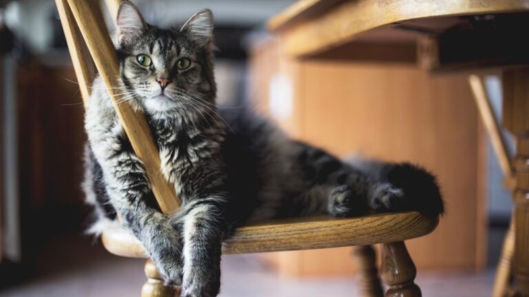 What Does Your Cat Really Think About Your Home Decor Choices?