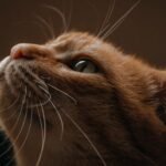 10 Subtle Signs Your Cat Is Trying to Communicate With You