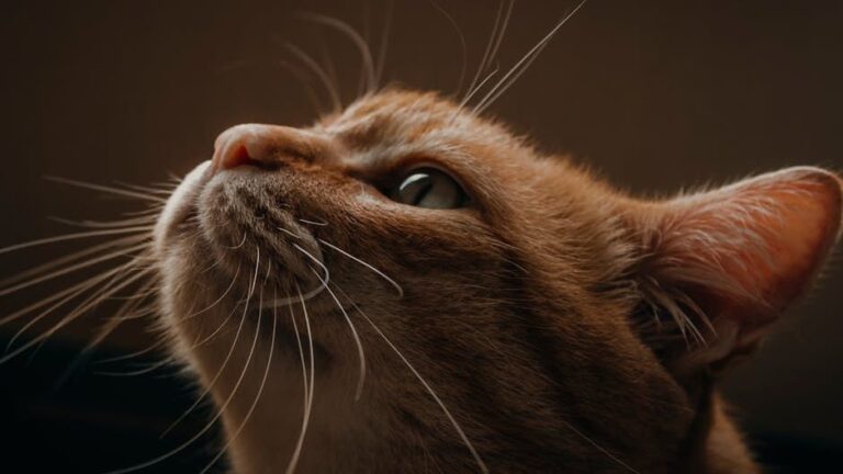 10 Subtle Signs Your Cat Is Trying to Communicate With You