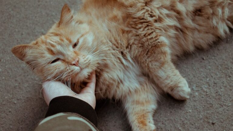 Stop Petting Your Cat Like That! You're Making These 5 Common Mistakes