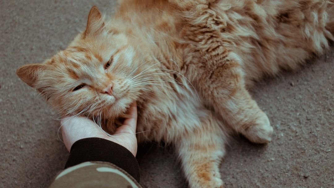 Stop Petting Your Cat Like That! You're Making These 5 Common Mistakes