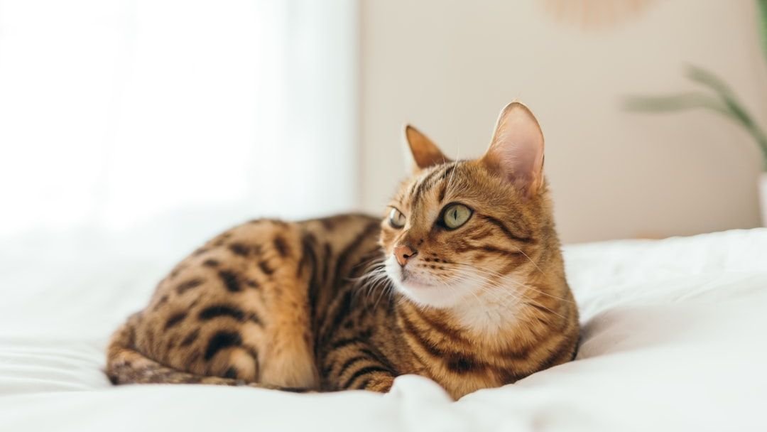 12 Cat Breeds That Are Known for Their Playful and Silly Antics