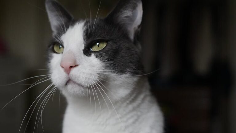 Your Cat Silently Judges Your Every Move: Here's Why It Matters