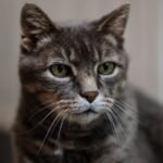 What Does Your Cat Really Want When They Stare at the Wall?