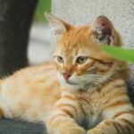 10 Common Cat Myths That Are Completely Untrue (And What's Real)