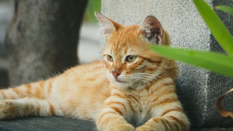 10 Common Cat Myths That Are Completely Untrue (And What's Real)
