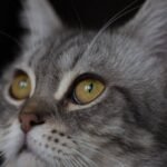 8 Signs Your Cat Is Secretly Protecting You From Invisible Threats