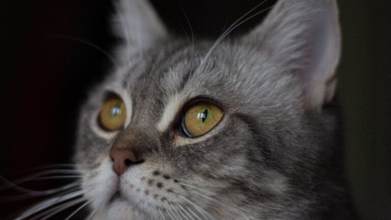 8 Signs Your Cat Is Secretly Protecting You From Invisible Threats