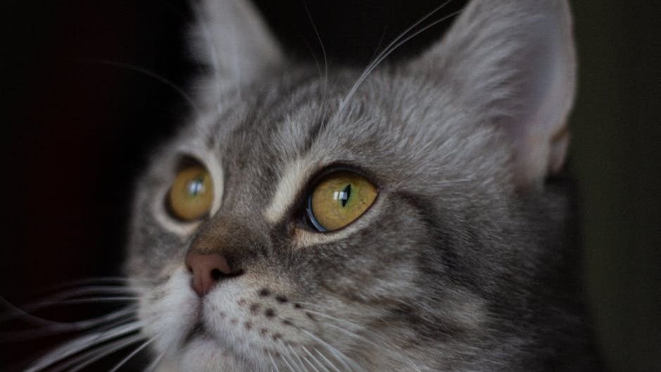 8 Signs Your Cat Is Secretly Protecting You From Invisible Threats