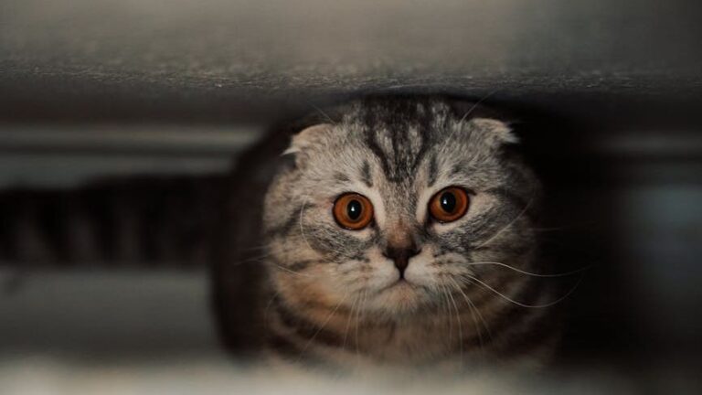 7 Everyday Noises That Can Secretly Stress Out Your Feline Friend