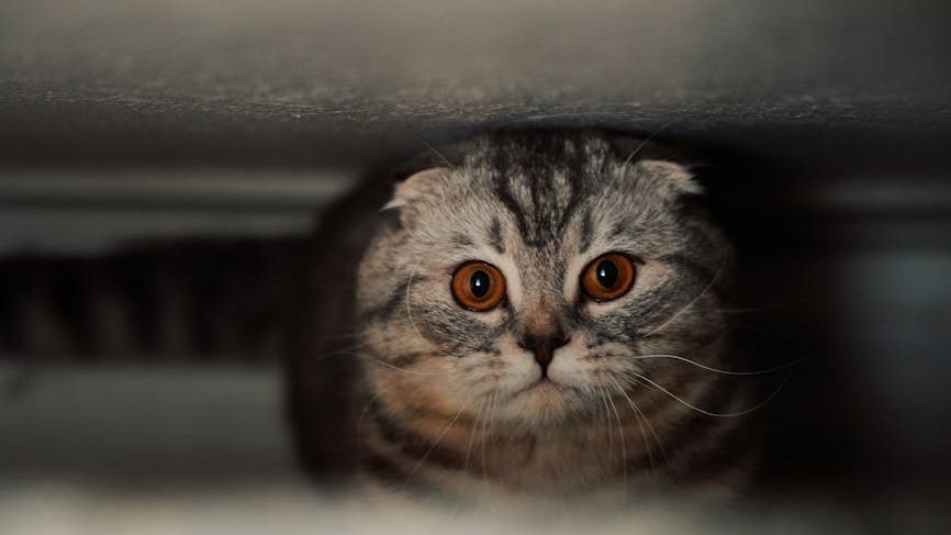 7 Everyday Noises That Can Secretly Stress Out Your Feline Friend