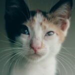 What If Your Cat's Quirky Habits Are Actually Genius Communication?