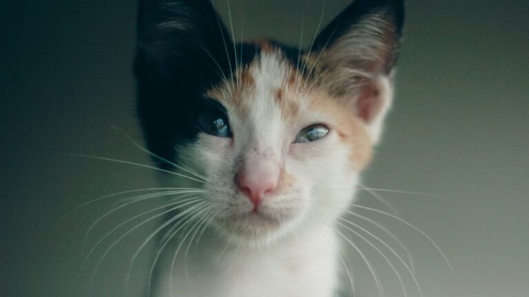 What If Your Cat's Quirky Habits Are Actually Genius Communication?