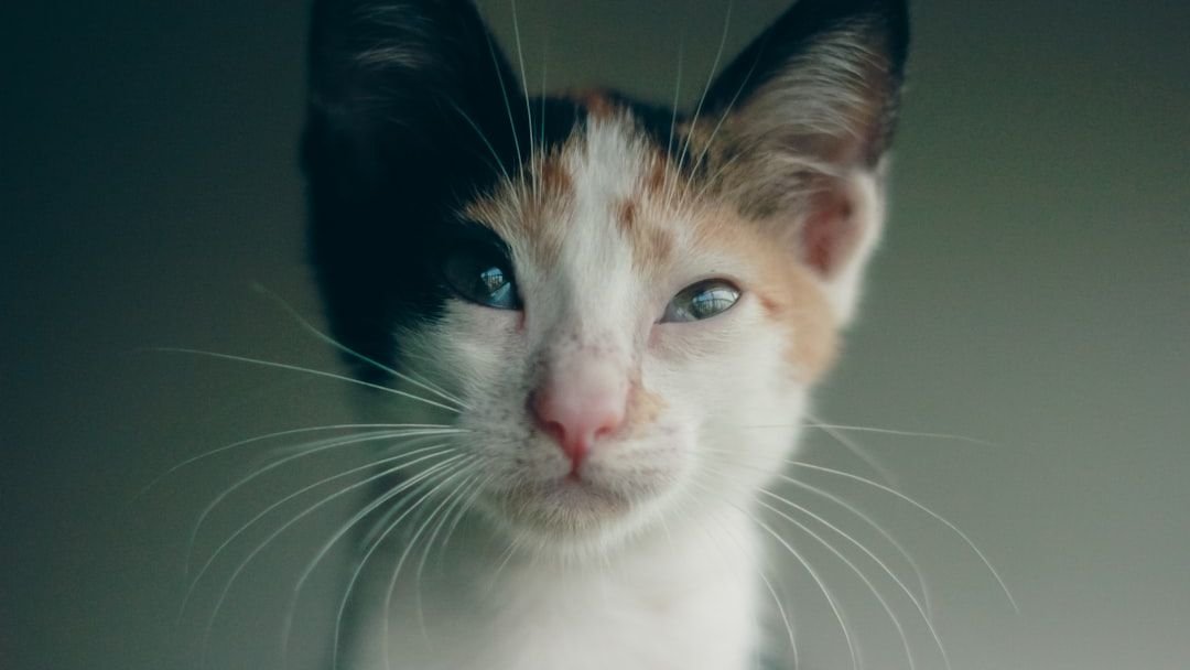 What If Your Cat's Quirky Habits Are Actually Genius Communication?