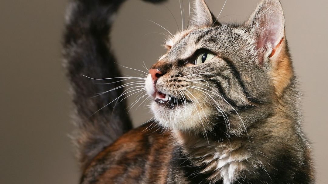 The Silent Language of Your Cat's Tail Reveals Their Every Emotion